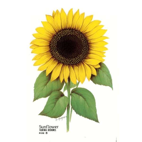 Auringonkukka (m) (181)